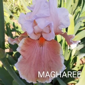 MAGHAREE