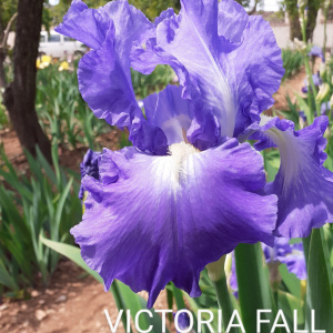 VICTORIA FALL