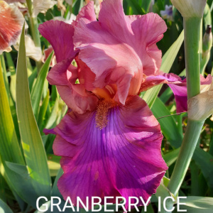 CRAMBERRY ICE