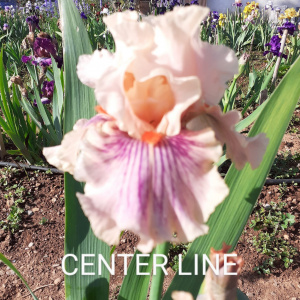 CENTER LINE
