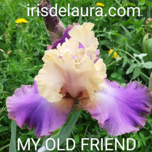 MY OLD FRIEND