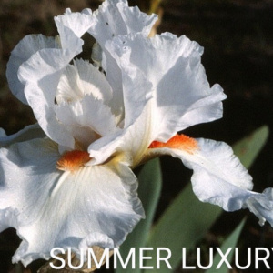 SUMMER LUXURY