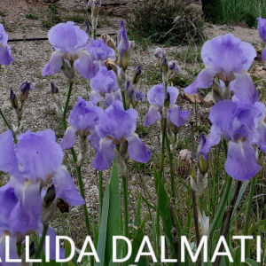 PALLIDA DALMATICA
