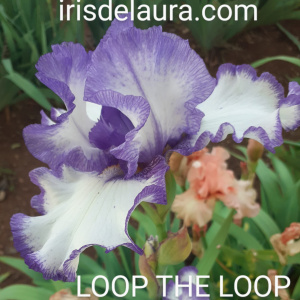 LOOP THE LOOP