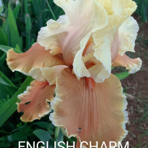 ENGLISH CHARM