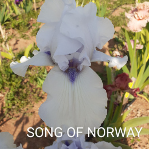 SONG OF NORWAY