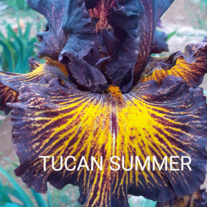 TUCAN SUMMER