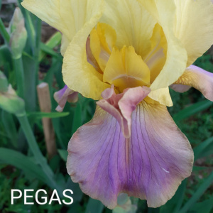 PEGAS