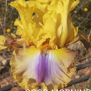 GOOD MORNING SUNSHINE