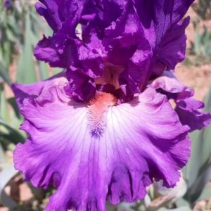 RUSSIAN VIOLET