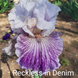 RECKLESS IN DENIM