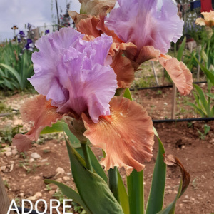 Adore