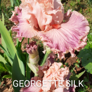 GEORGETTE SILK