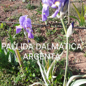 PALLIDA DALMATICA ARGENTA
