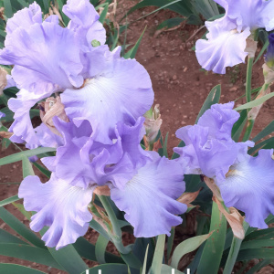 HEURE BLUE