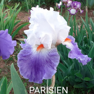 PARISIEN