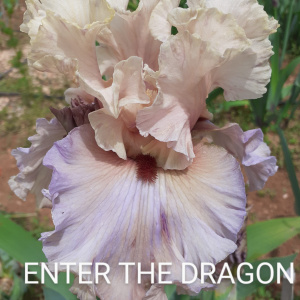 ENTER THE DRAGON