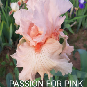 PASSION FOR PINK