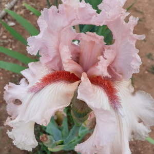 STILETOS