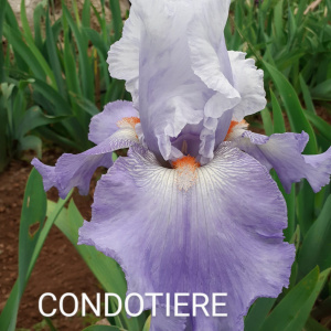 CONDOTTIERE