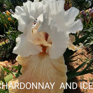 CHARDONNAY AND ICE