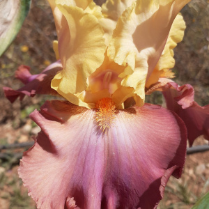 HIGH CHAPARRAL