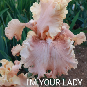 I'M YOUR LADY