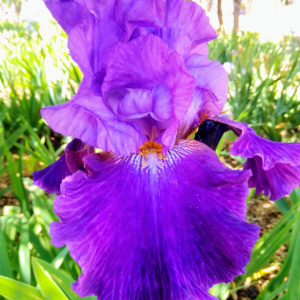 PENNELLATA