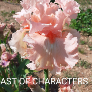 CAST OF CHARACTERS