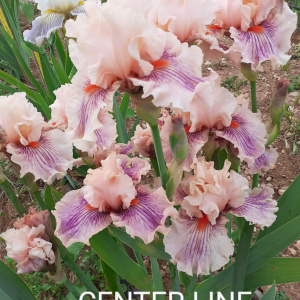 CENTER LINE