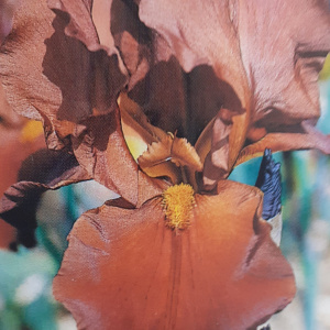 VITAFIRE