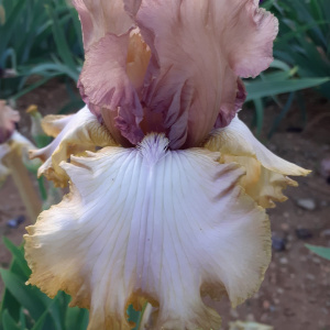 RUFFLED SURPRISE