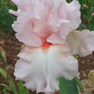 PINK DEBUTANTE