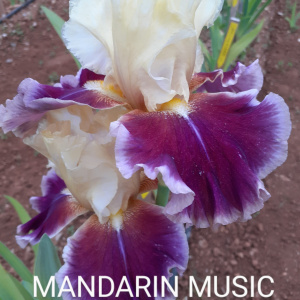 MANDARIN MUSIC