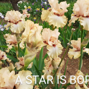 A STAR IS BORN