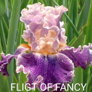 FLIGHTS OF FANCY