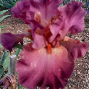 DAME DE COEUR