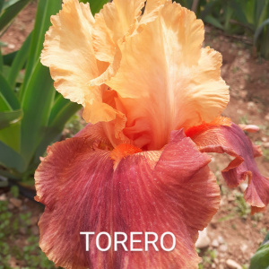 TORERO