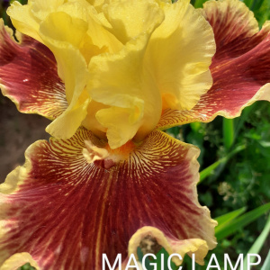 MAGIC LAMP
