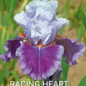 RACING HEART