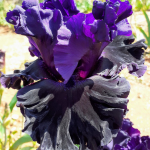 BLACK LIPSTIC