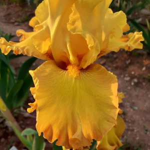 RAJASTHAN