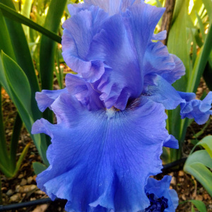 YAQUINA BLUE