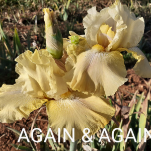 AGAIN & AGAIN