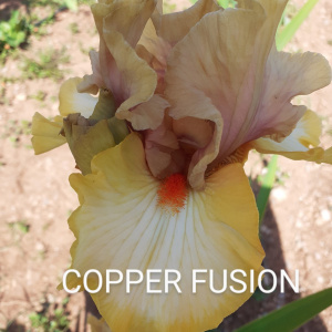 COPPER FUSION