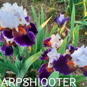 SHARPSHOOTER