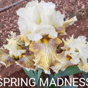 SPRING MADNESS