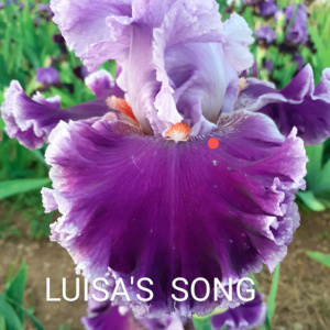 LOUISA'S SONG