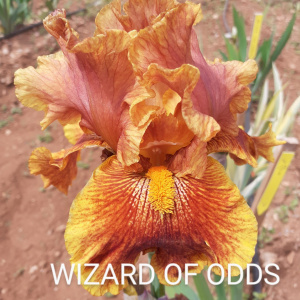 WIZARD OF ODDS