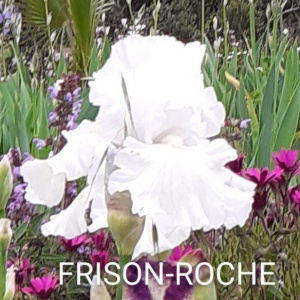 FRISON ROCHE